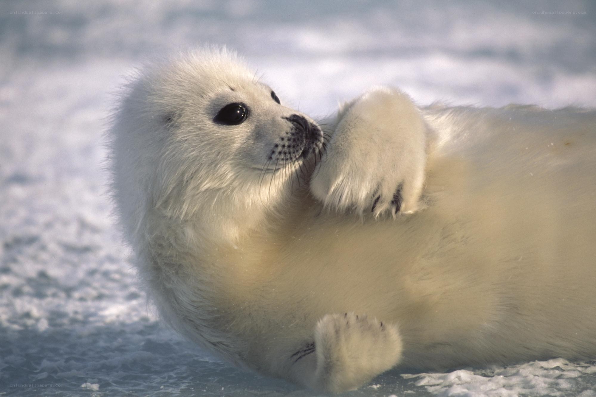 white seal pup on ice