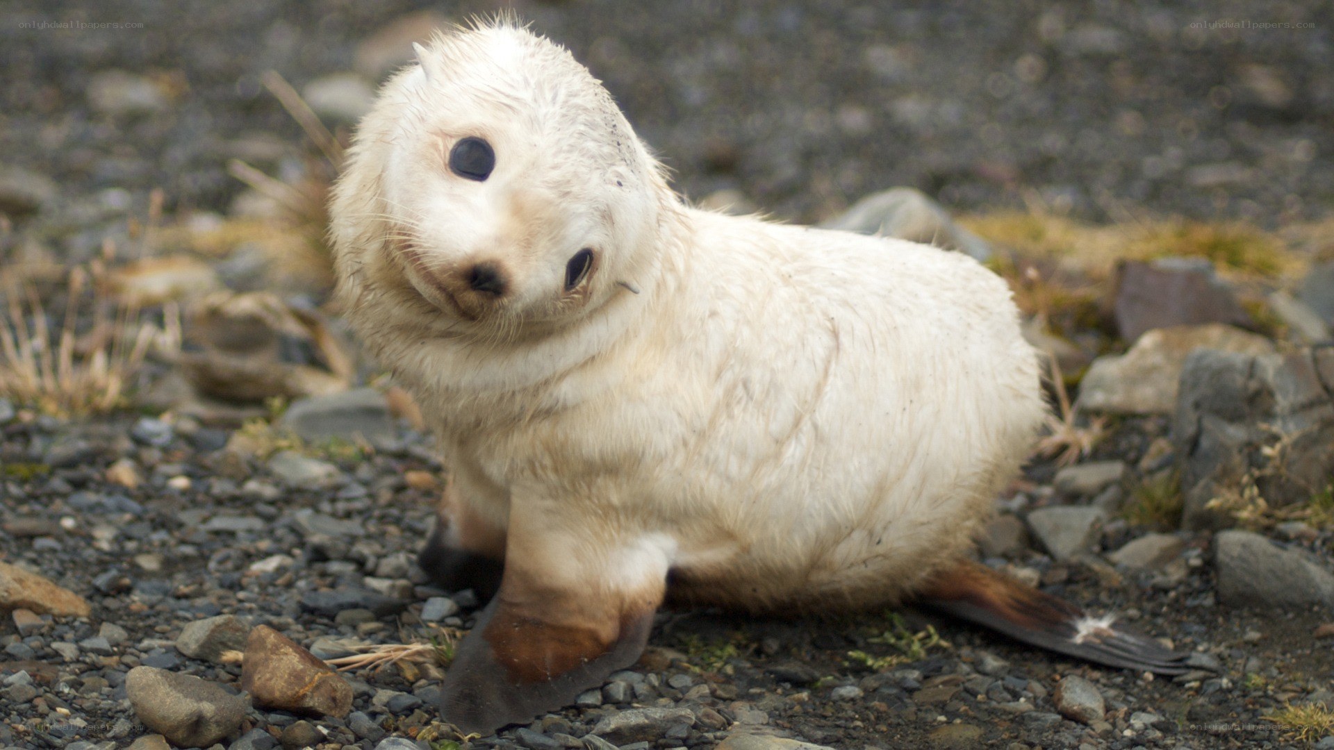white seal pup on rocks