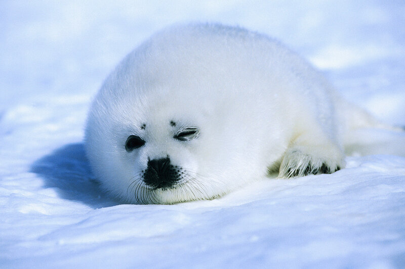 White seal pup on snow