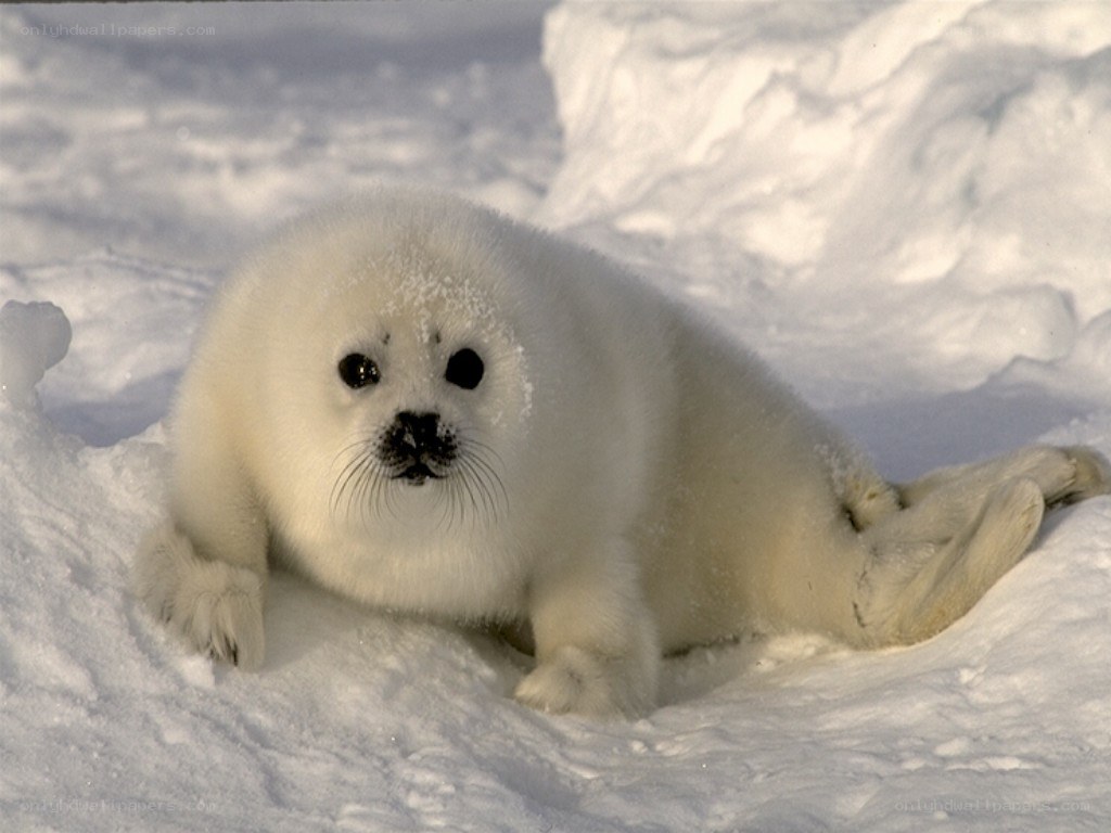 white seal pup on snow