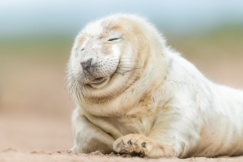 White Seal Pup — Peaceful