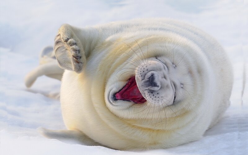 White Seal Pup — Playful, Winter, Photograph, Snow