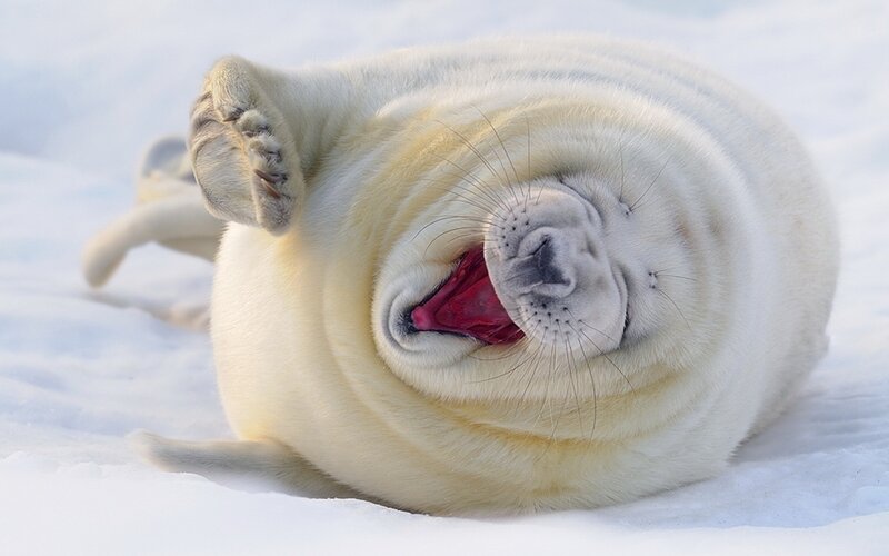 White Seal Pup — Playful, Winter, Photograph