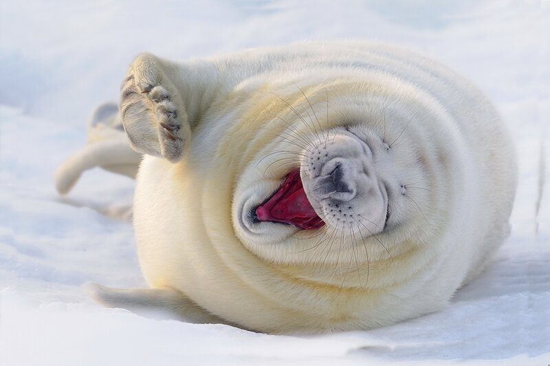 White Seal Pup — Playful, Winter