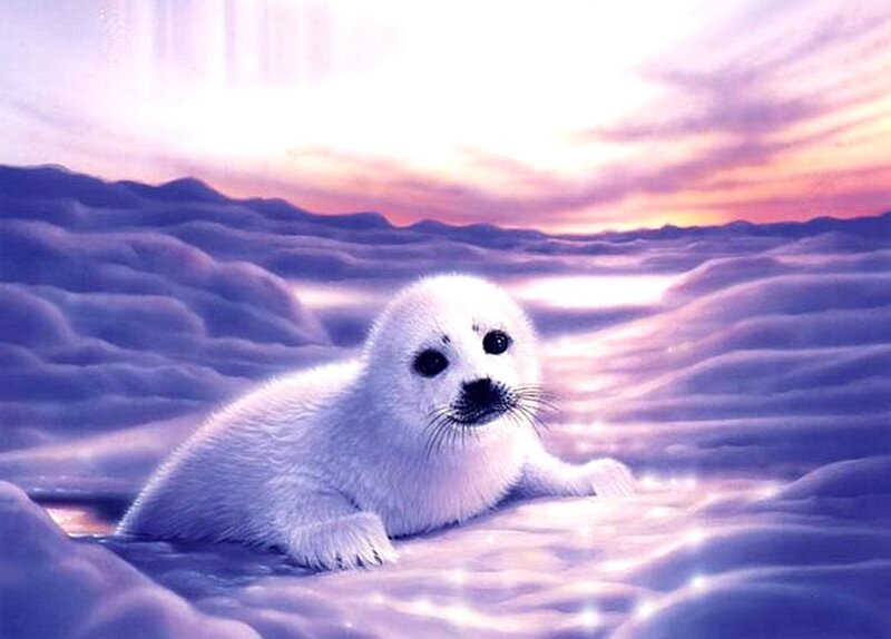 White Seal Pup — Purple
