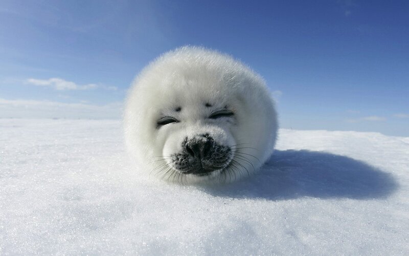 White Seal Pup — Serene, Winter, Photograph, Snow, Sky, Clouds