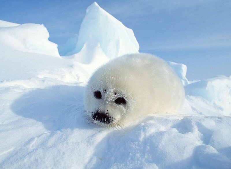 White Seal Pup — Serene, Winter, Photograph, Snow