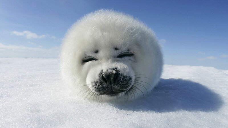 White Seal Pup — Serene, Winter, Photograph