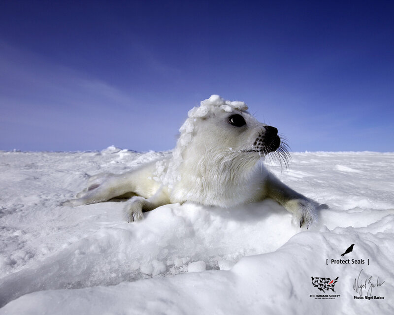 White Seal Pup — Serene, Winter