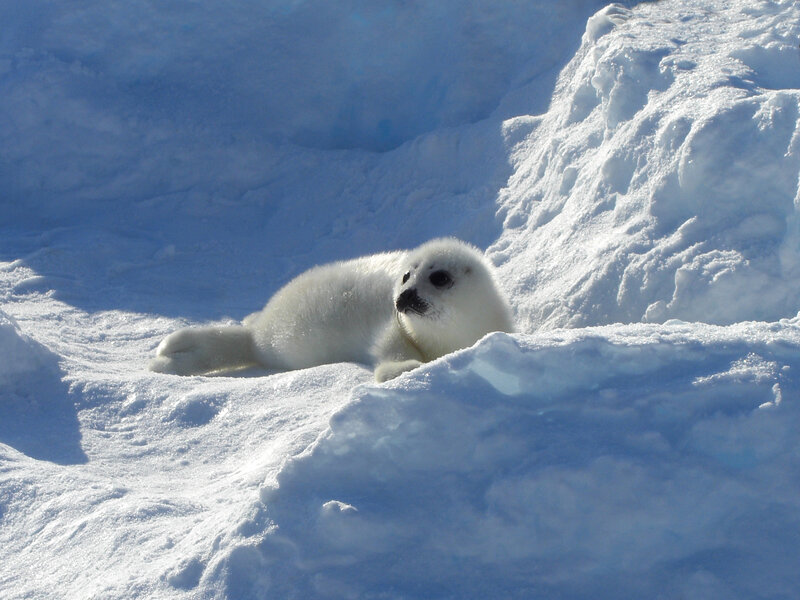 White Seal Pup