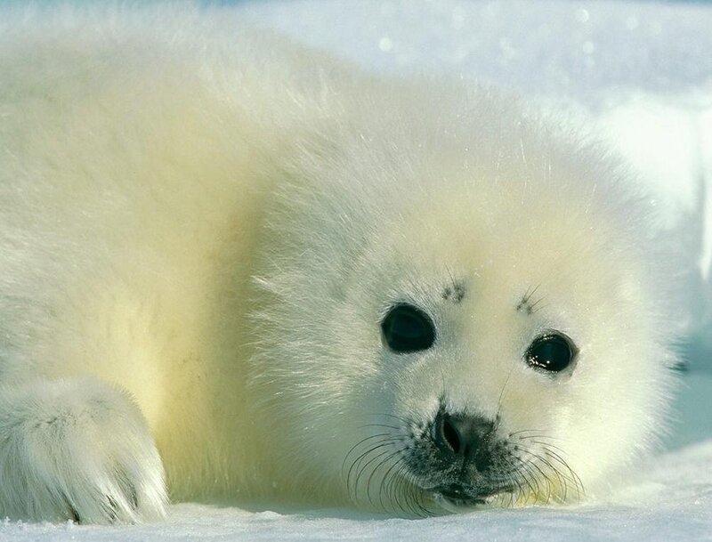 White Seal Pup — Winter, Snow