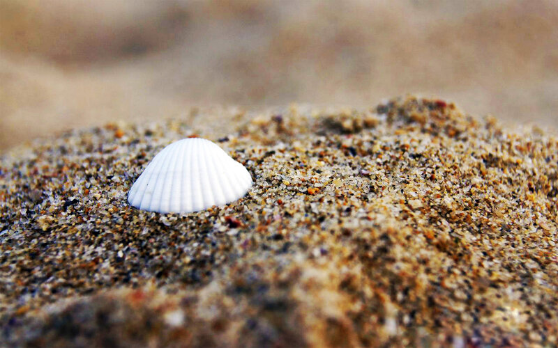 White Seashell in Sand