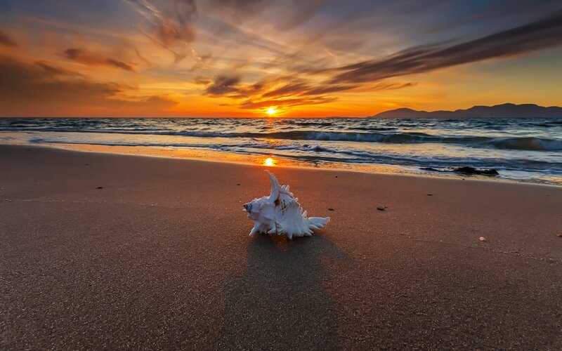 White Seashell on Beach — Orange