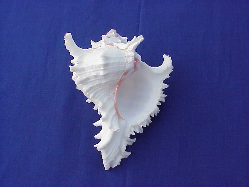 white seashell on blue