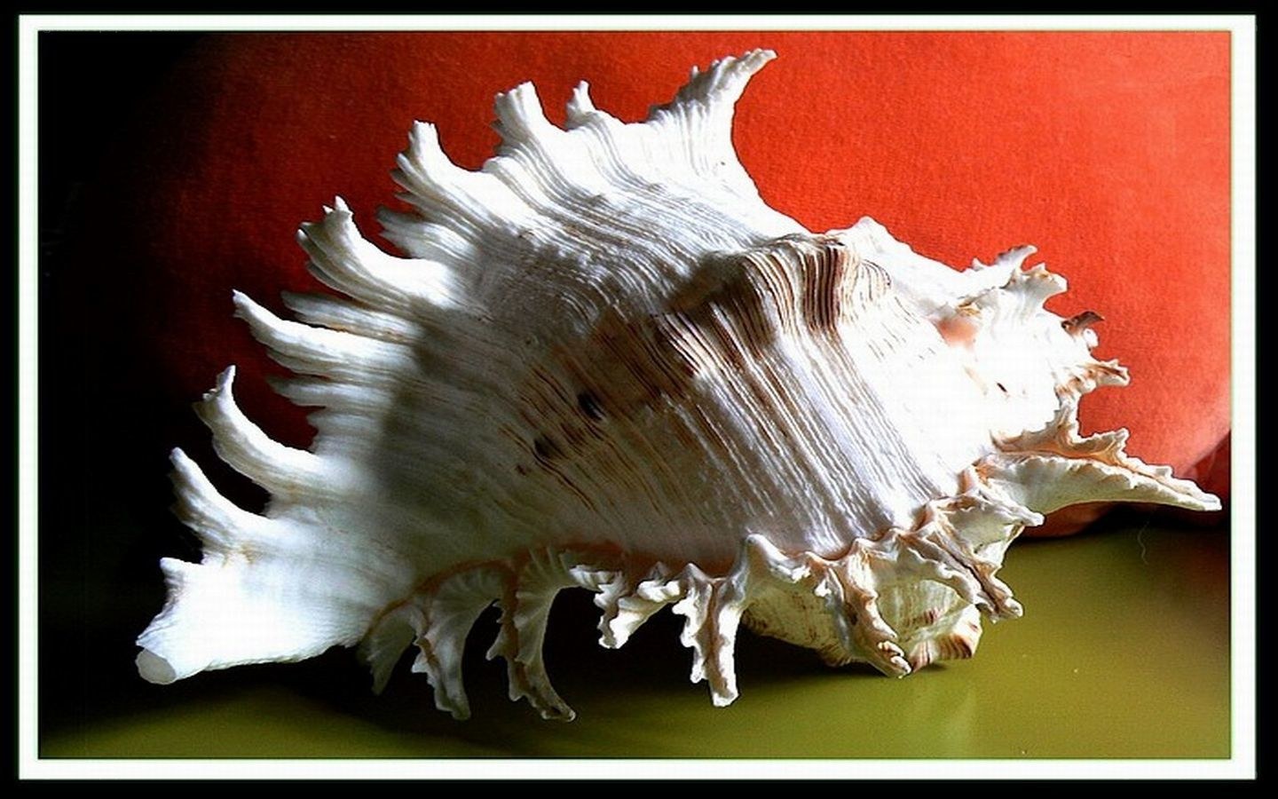 White seashell on red background