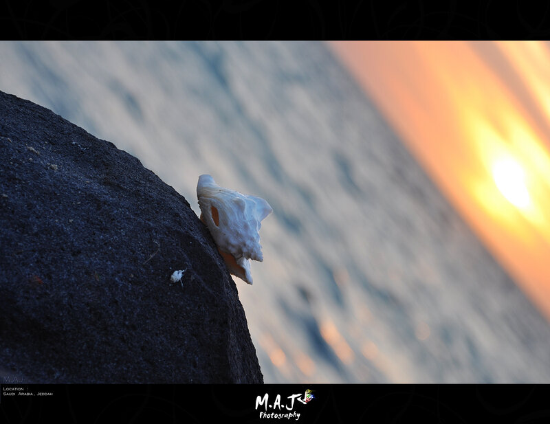 White Seashell on Rock