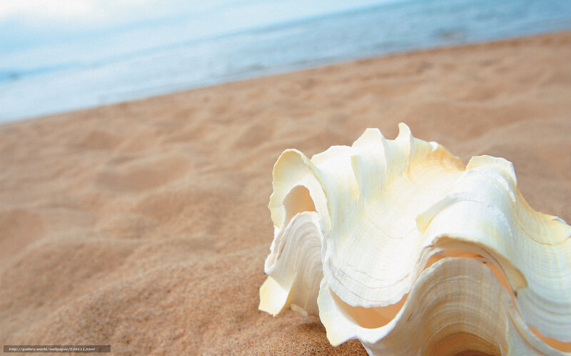 White Seashell on Sand — Beige, Serene