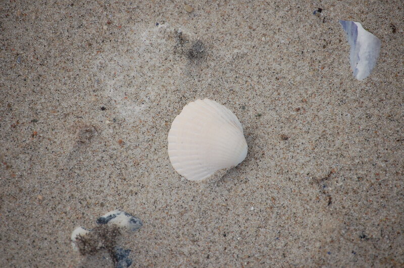 White Seashell on Sand — Beige