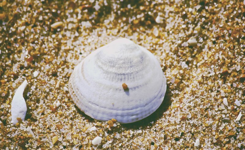 White Seashell on Sand — Calm