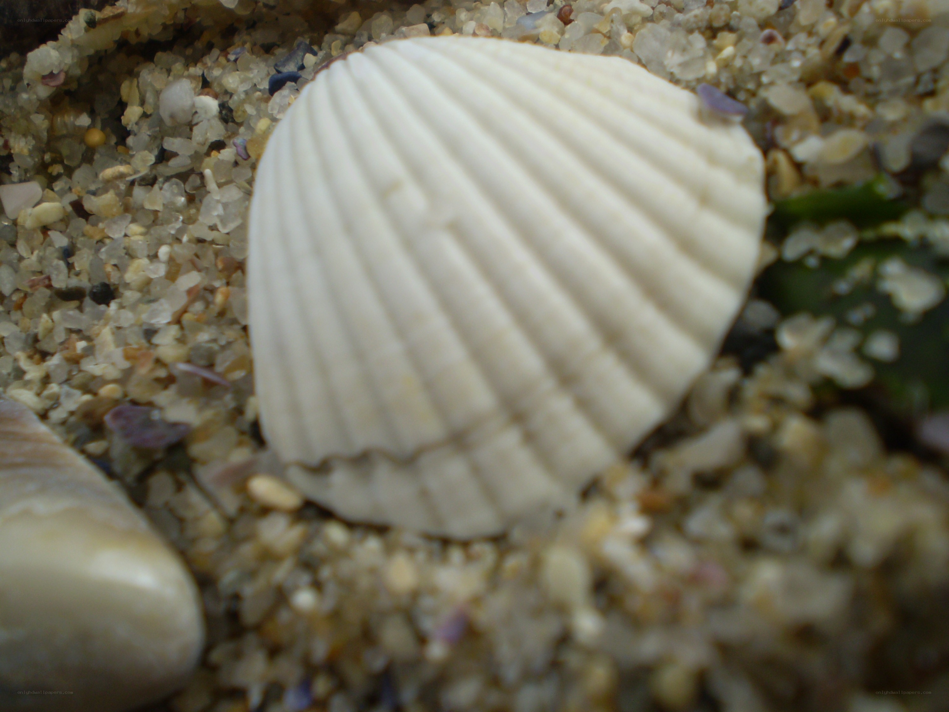 white seashell on sand