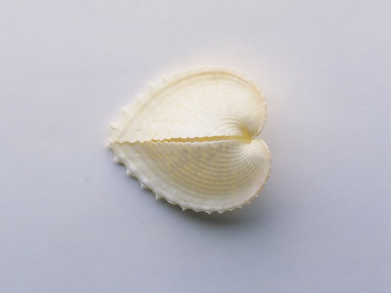white seashell on white background