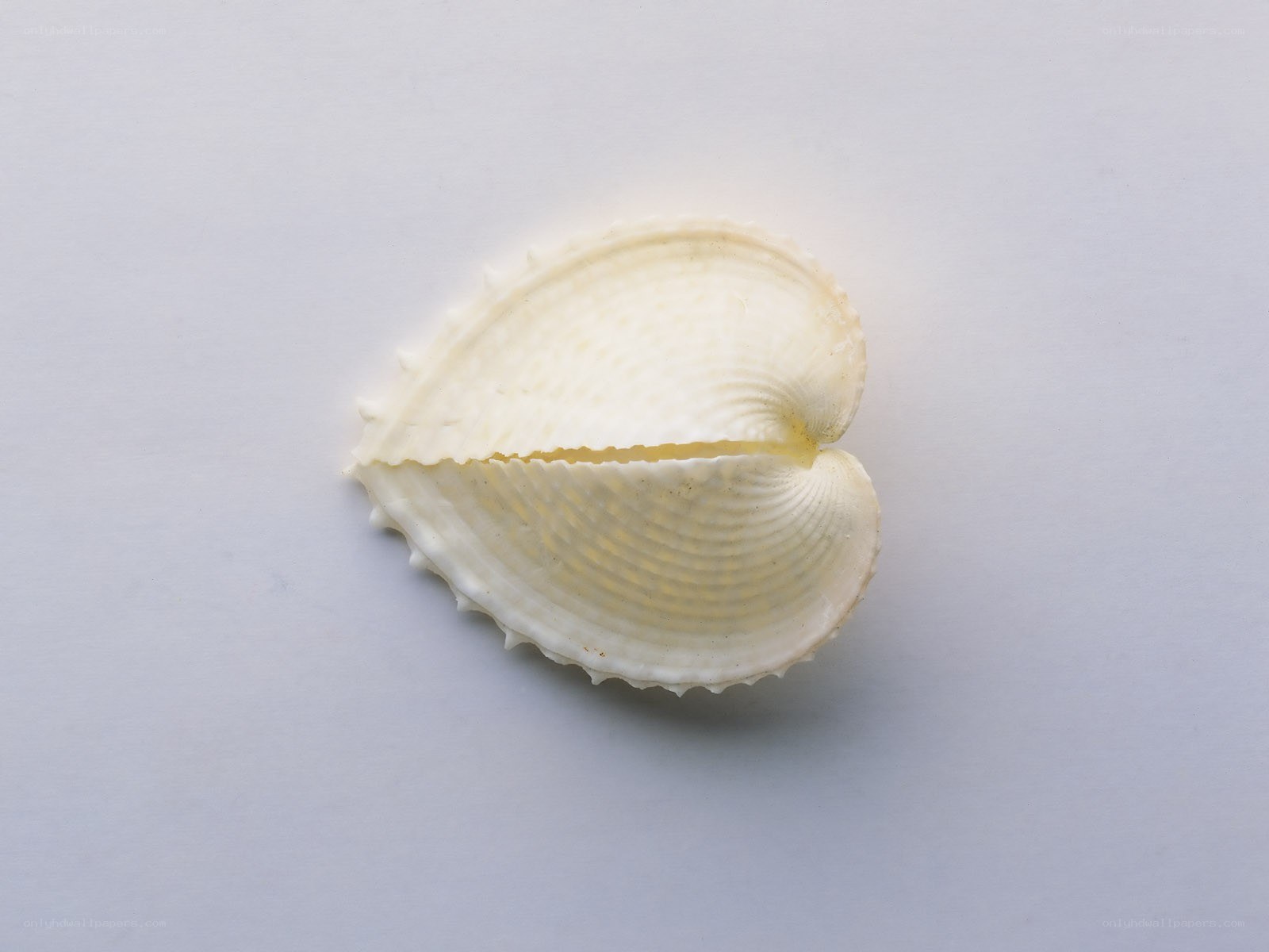 white seashell on white background