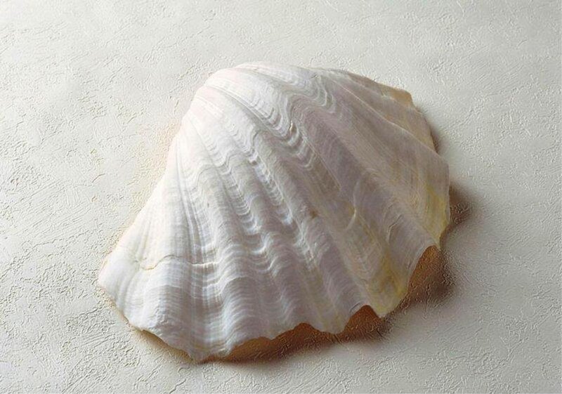 White Seashell