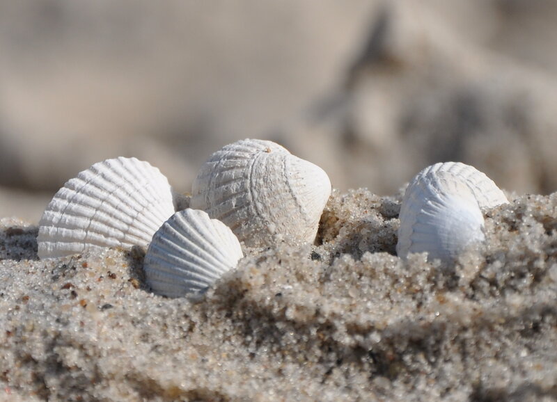 White Seashells in Sand — Calm