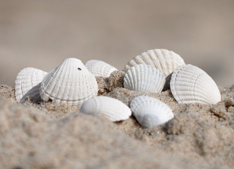 White Seashells in Sand