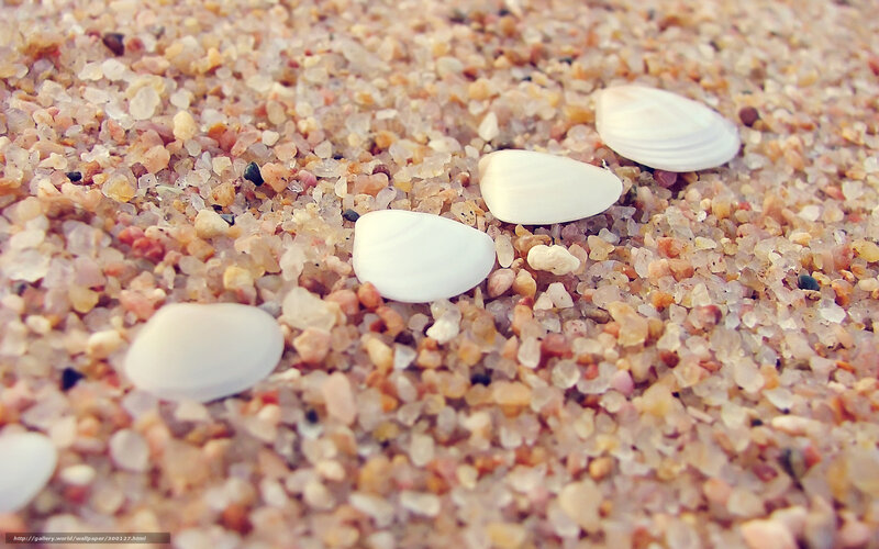 White Seashells on Sand — Beige