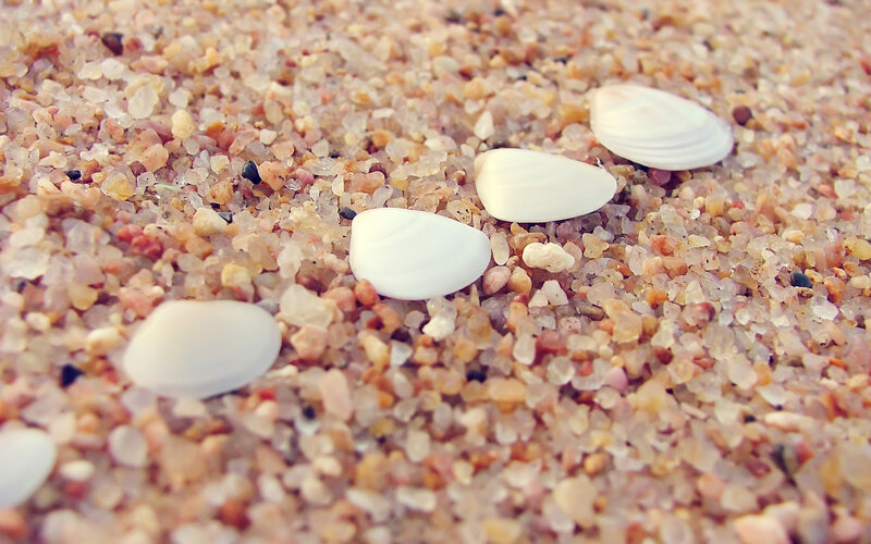 White Seashells on Sand