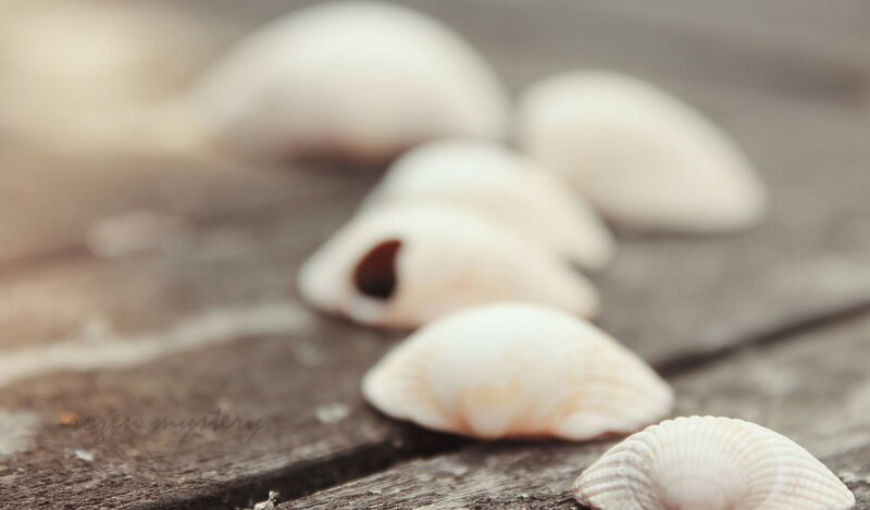 White Seashells on Wood