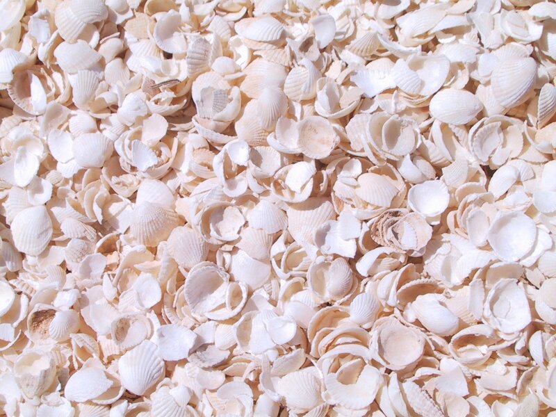 White Seashells