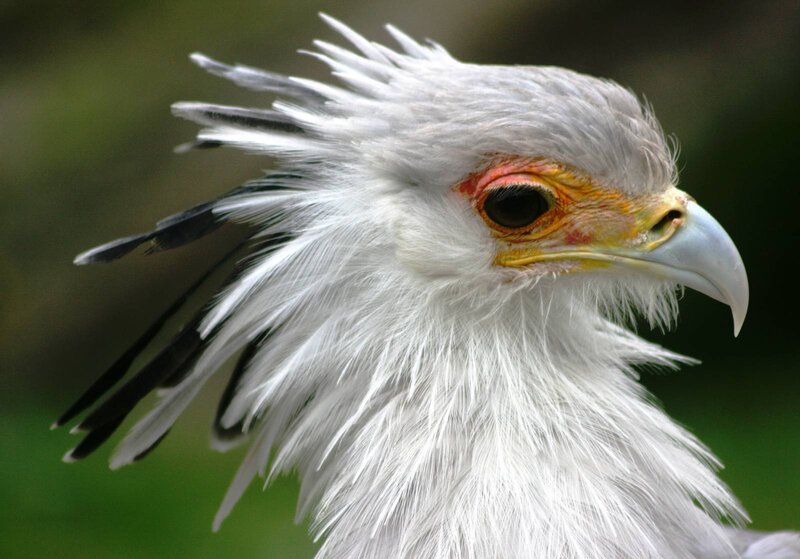 White Secretary Bird