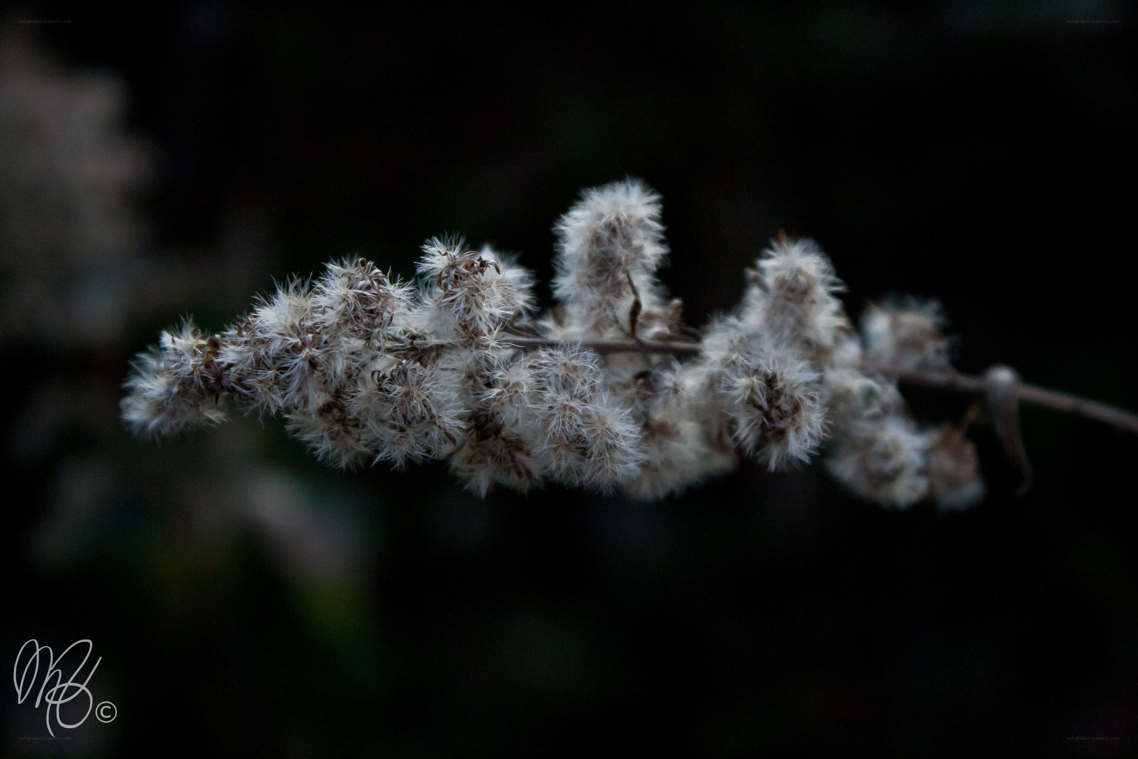 White seed heads on a branch