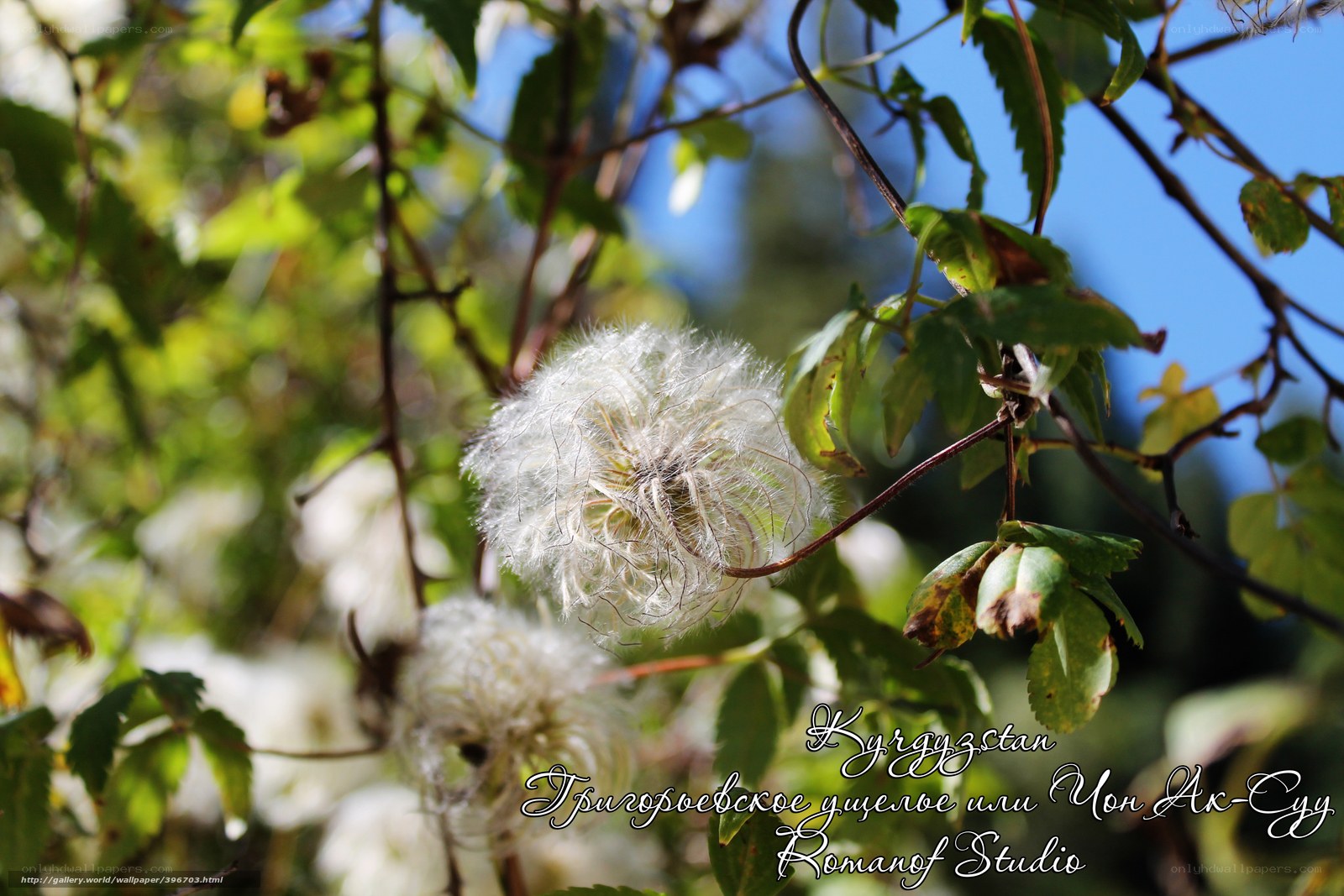 White seed heads on a vine