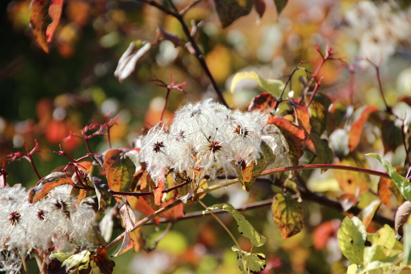 White Seed Heads on Branch