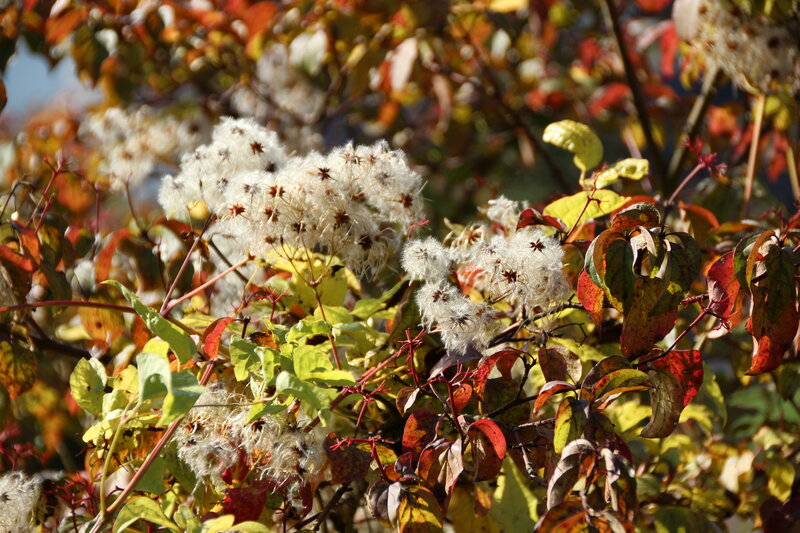 White Seed Heads on Bush
