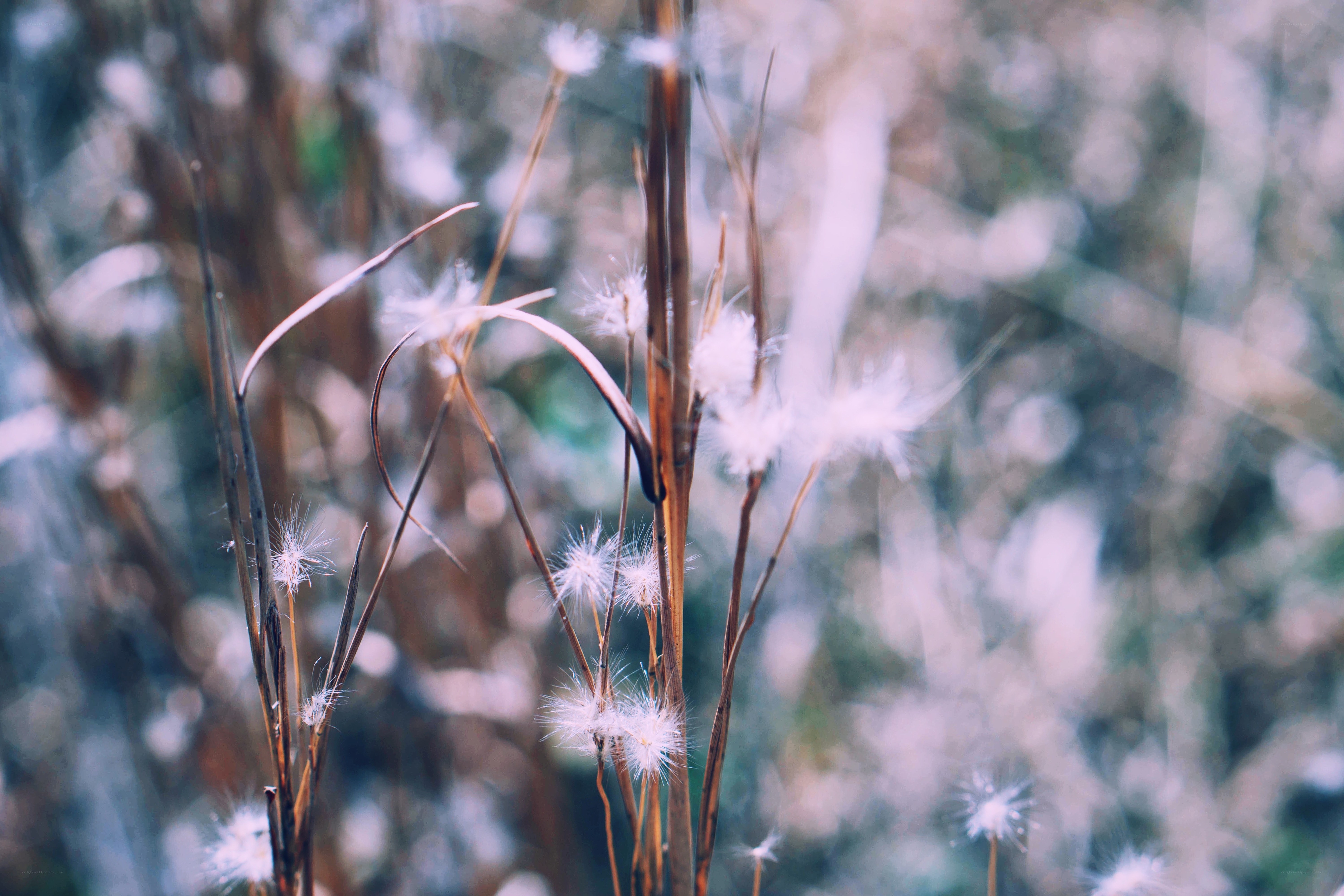 White seed heads on dry grass