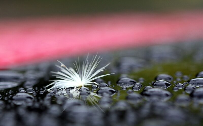 White Seed on Wet Surface