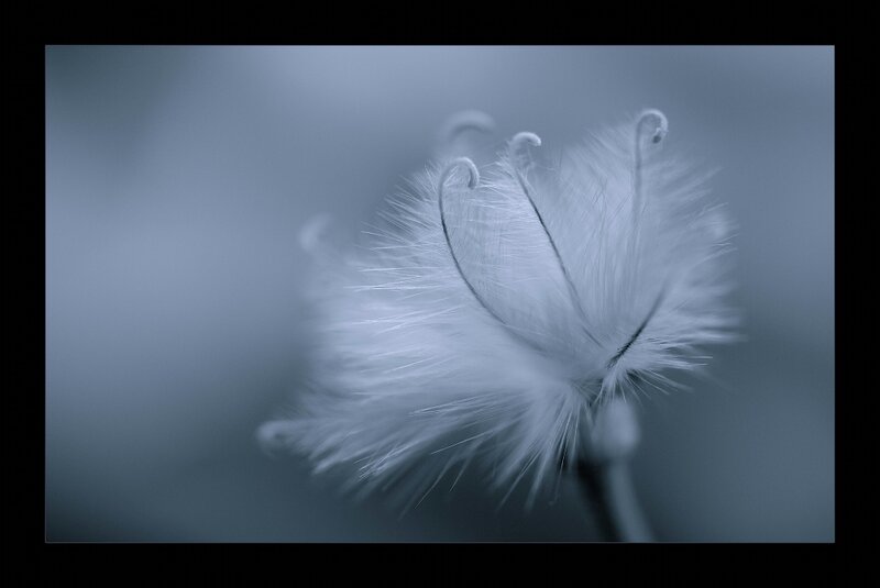 White Seed Pod