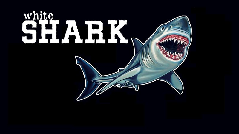 White Shark Illustration