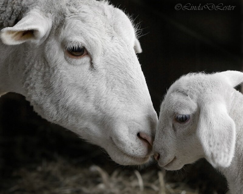 White Sheep and Lamb