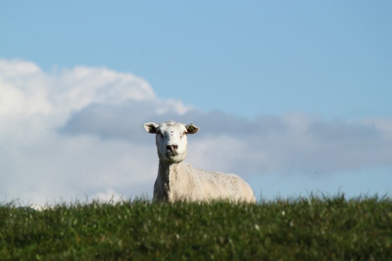 White Sheep in Field — Green, Serene
