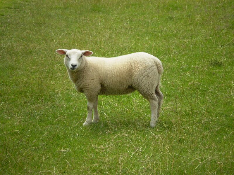 White Sheep in Field — Green