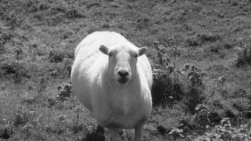 White Sheep in Field