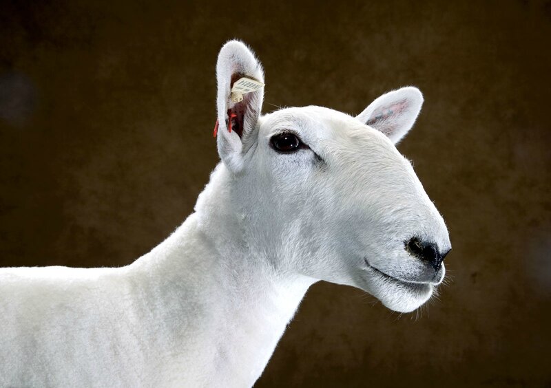 White Sheep in Profile