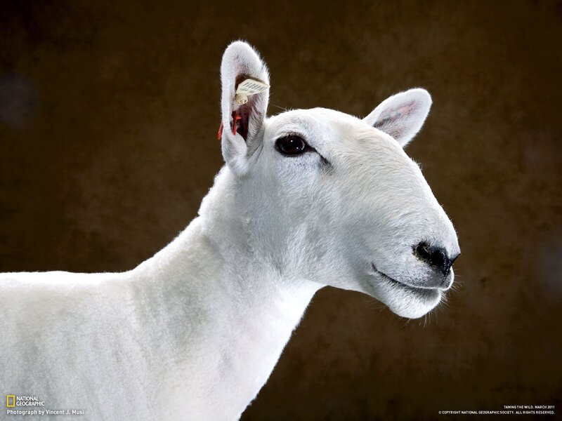 White sheep with ear tag