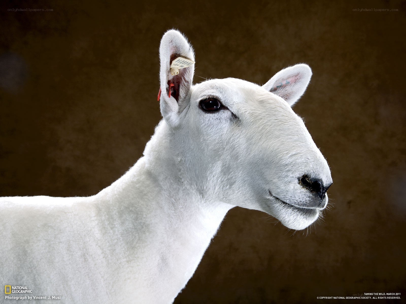 White sheep with ear tag