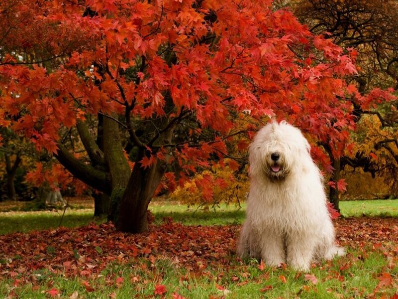 White Sheepdog in Autumn